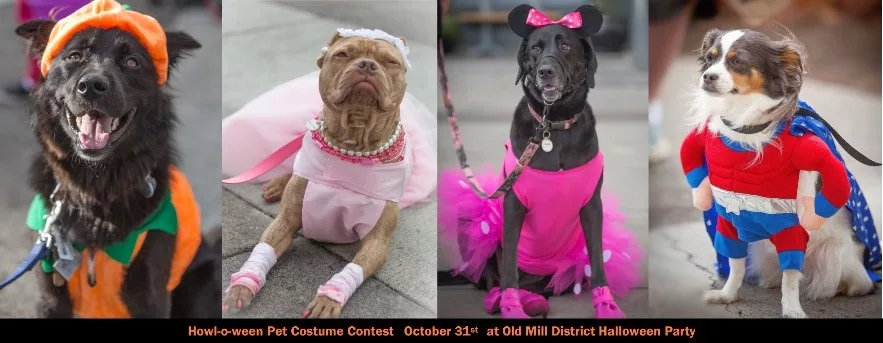 hsco-omd-halloween-pet-costume-contest117953