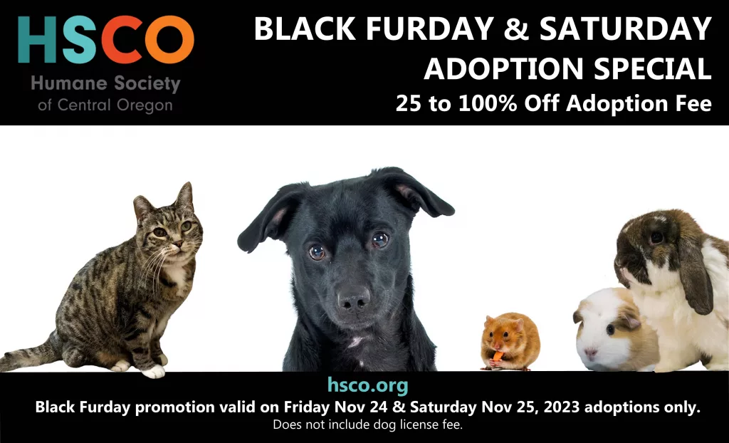 hsco-black-furday-promo-2023639301