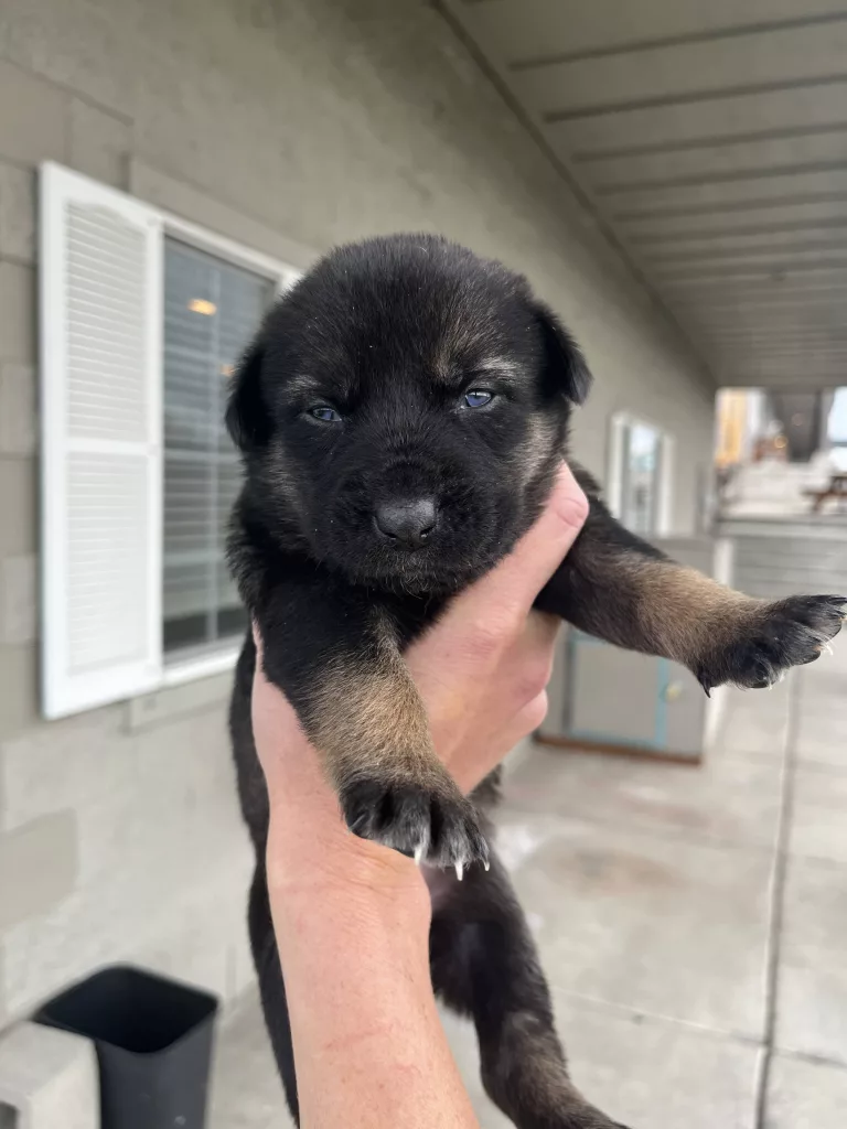 pup592914