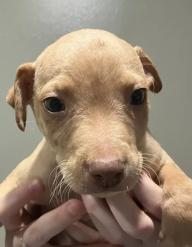 puppy461311