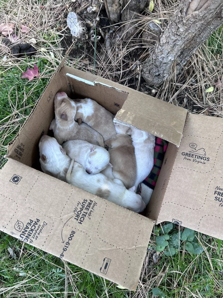 abandoned_dogs-rotated304036