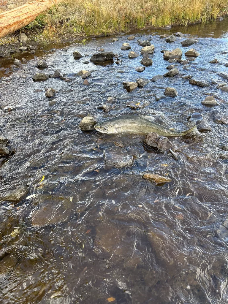 First Salmon Since 1912 Spotted in Klamath Basin KQAKFM Horizon