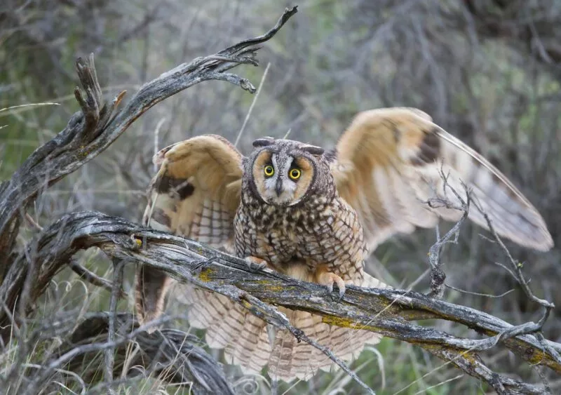 long_eared_owl_9877-e1734571780297-jpg