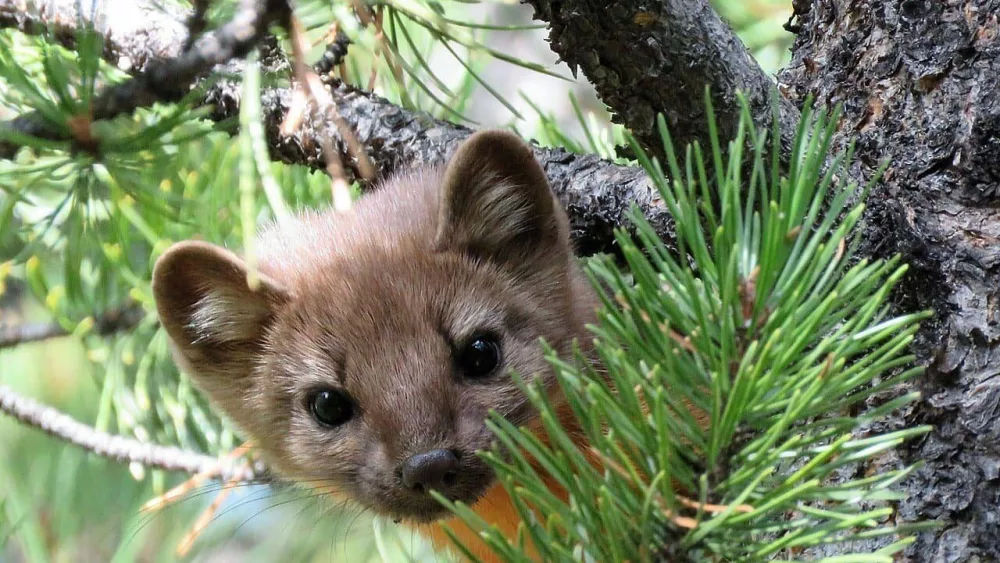 wildlife640242