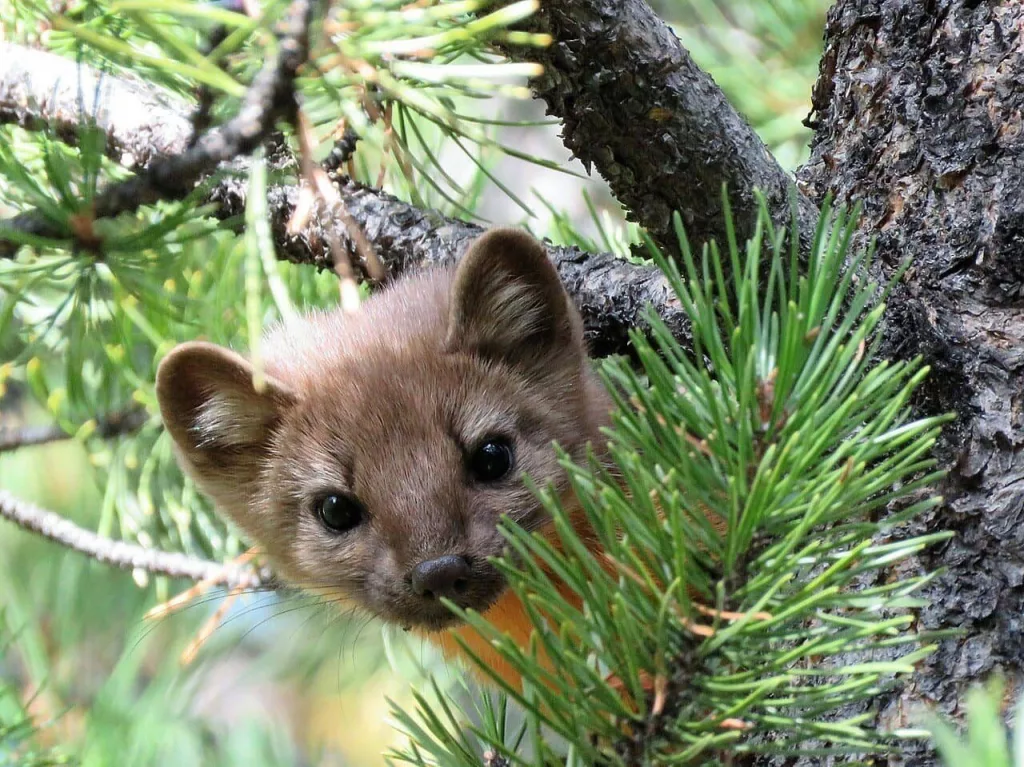 wildlife640242
