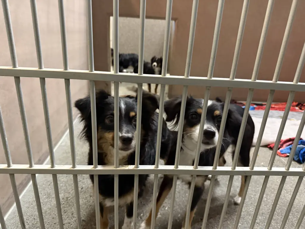 dogs402377