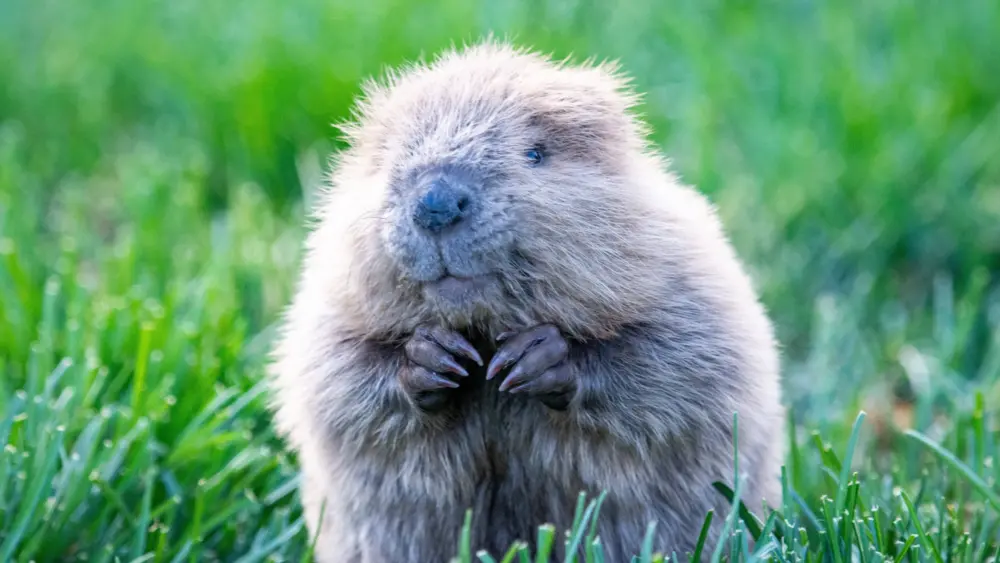 baby_beaver-_soil_alive-photo_by_john_williams682332