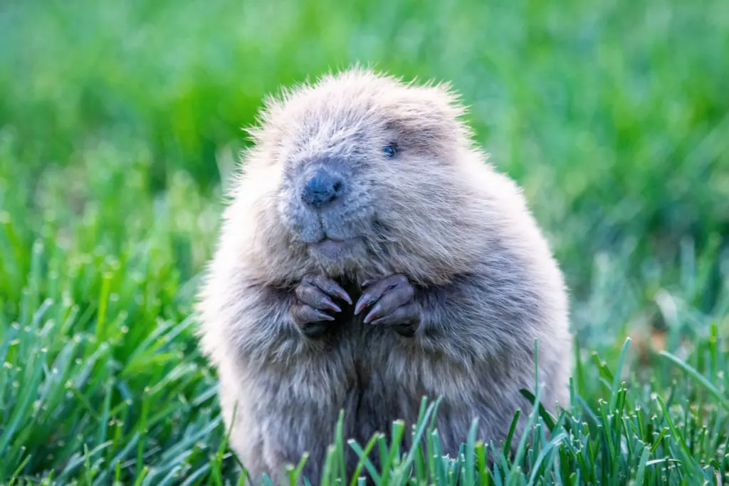 baby_beaver-_soil_alive-photo_by_john_williams682332