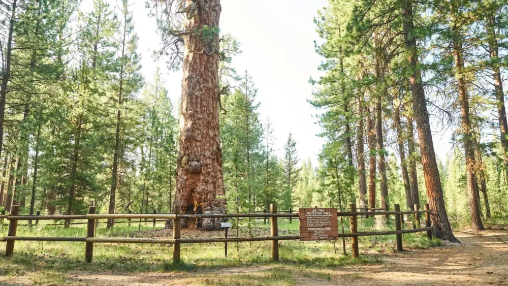 lapinestateparkdylanvanweelden518735