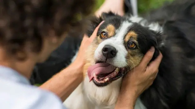 istock_61819_doghuman256888