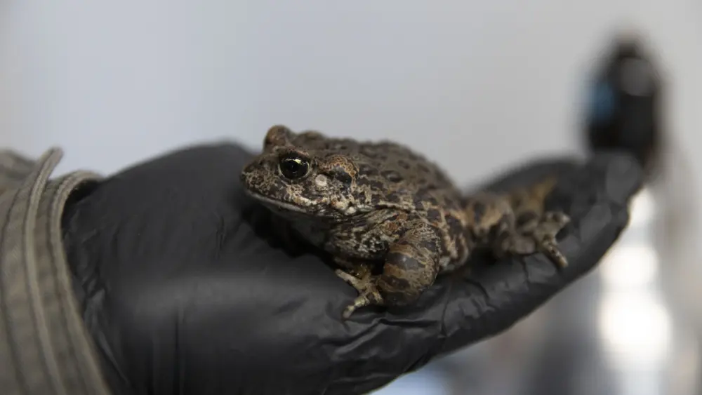 ambassador-animal-volunteers-help-care-for-timmy-the-snake-and-shar-the-hawk-photo-credit-sue-dougherty952308