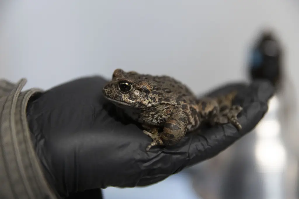 ambassador-animal-volunteers-help-care-for-timmy-the-snake-and-shar-the-hawk-photo-credit-sue-dougherty952308