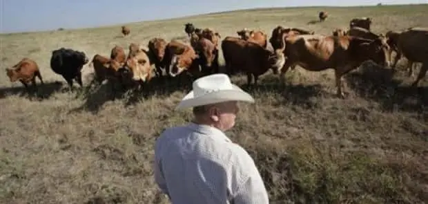 cattle-drought452643