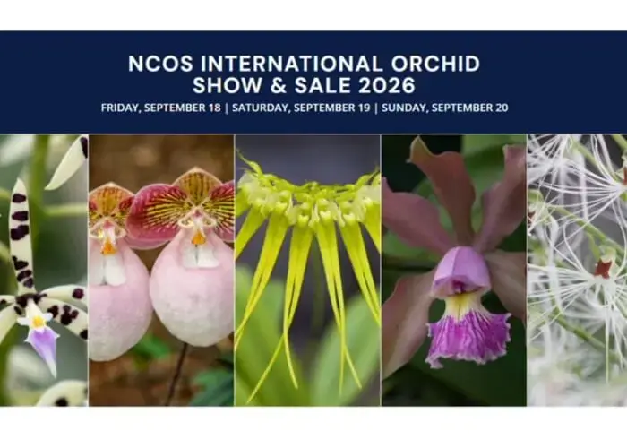 national-capital-orchid-society-international-show-sale-jpg