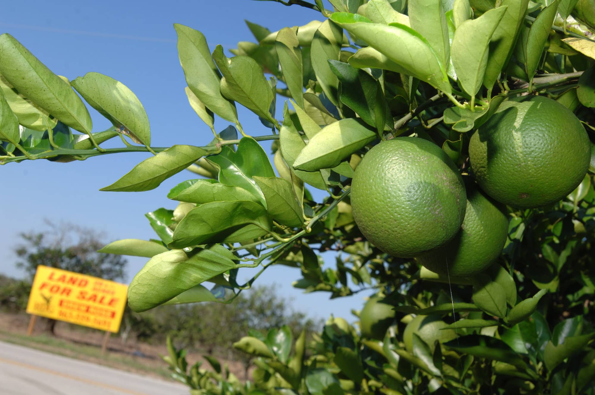 food-and-farm-citrus-greening