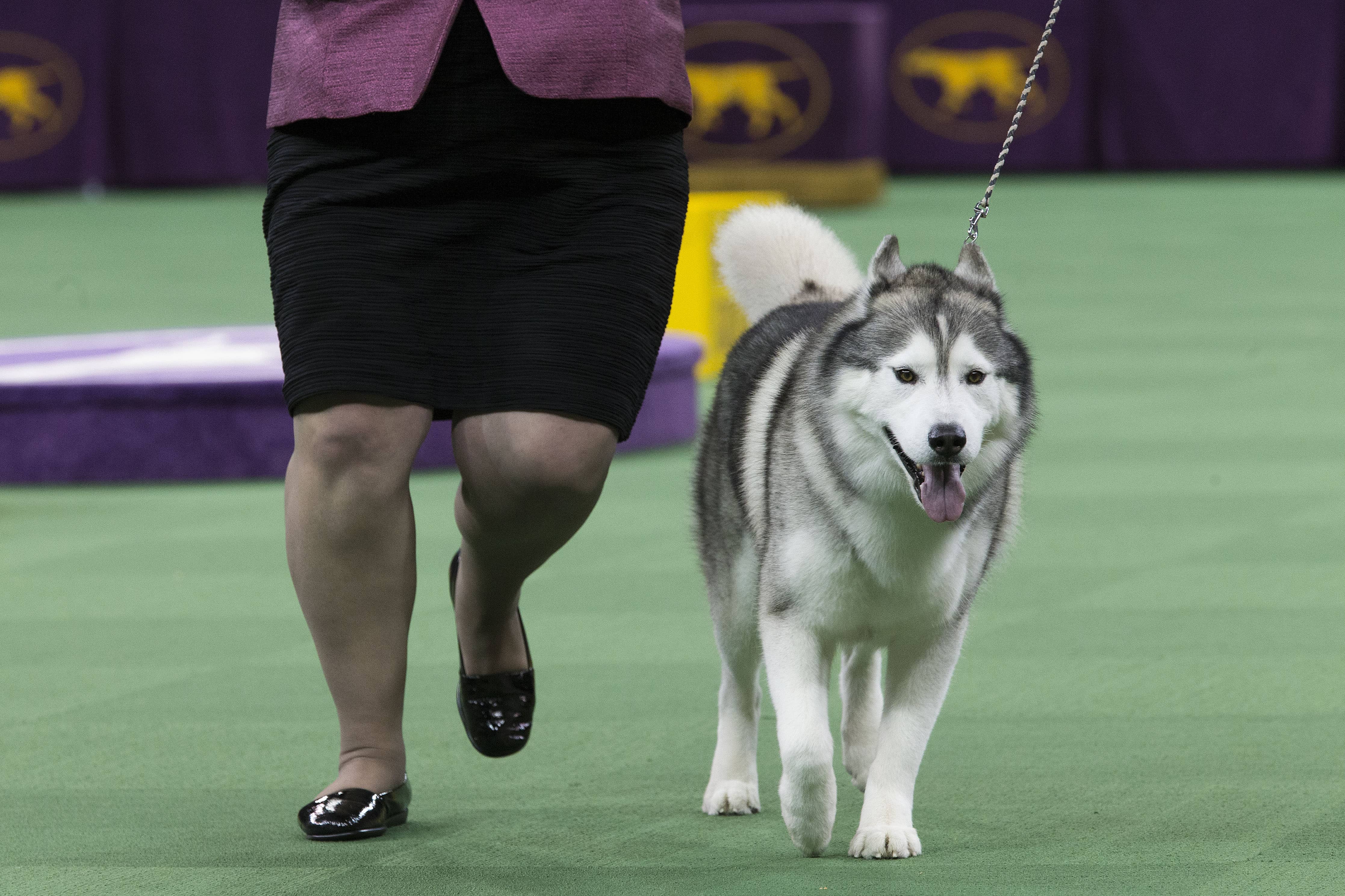 dog-show