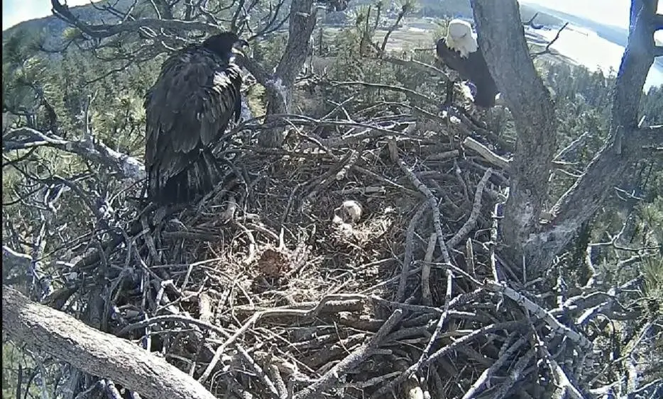 bald-eagles-2