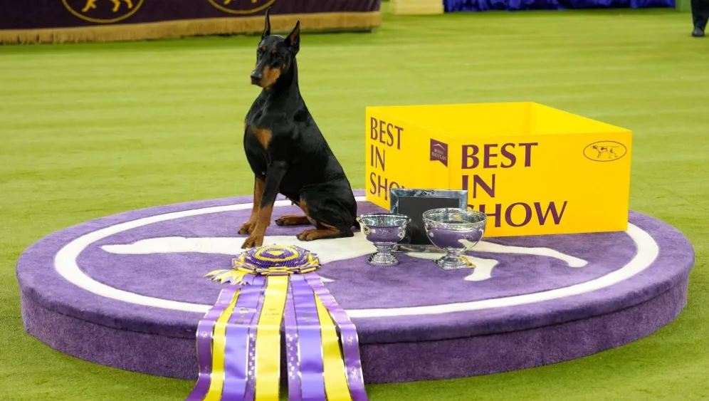 westminster-dog-show-2