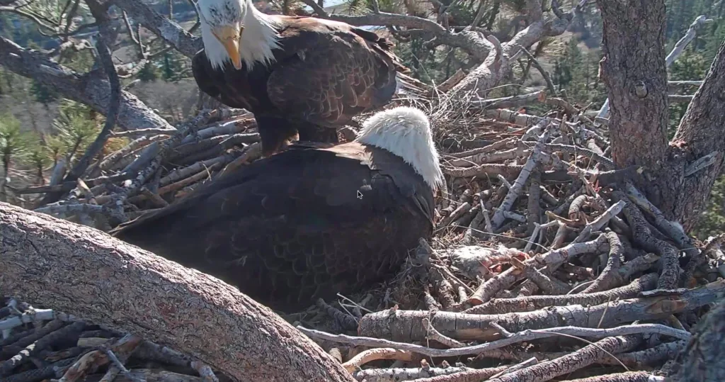 bald-eagles-3