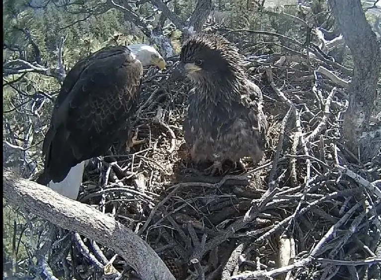 correction-bald-eagles