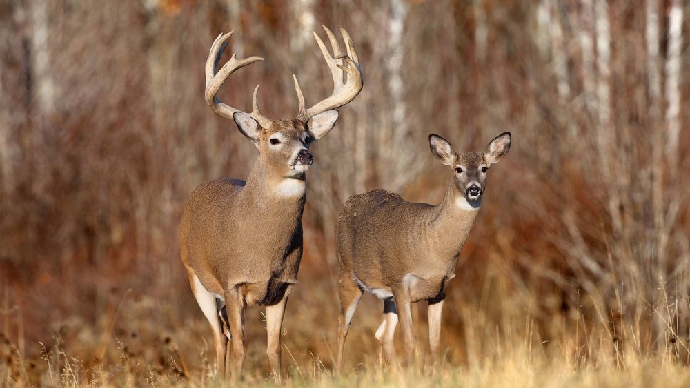Illinois Releases Totals for First Weekend Of Firearm Deer Season