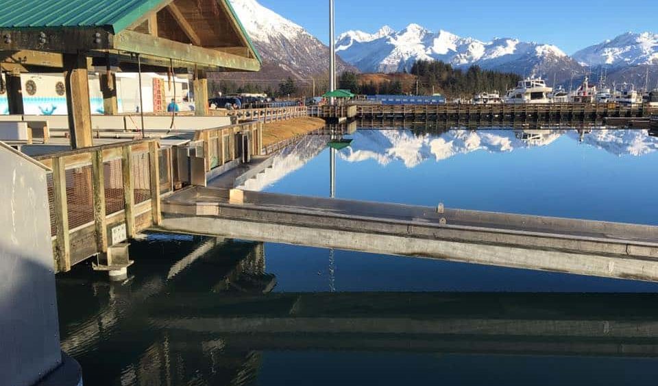 fish-tables-high-tide