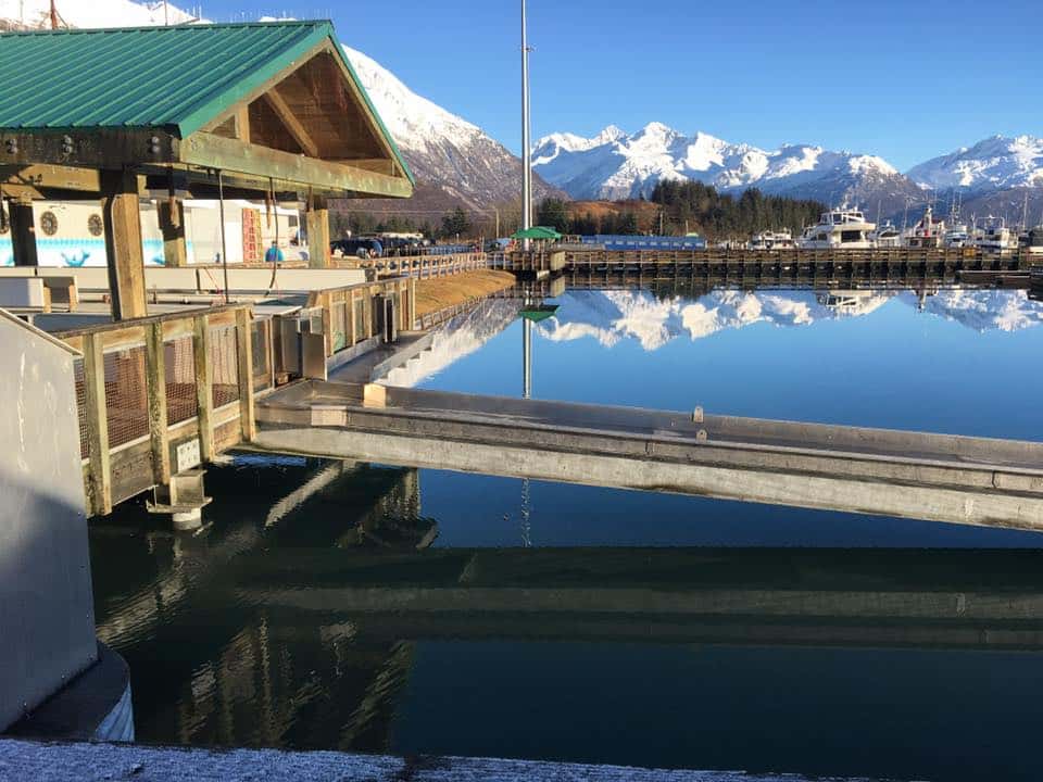 fish-tables-high-tide