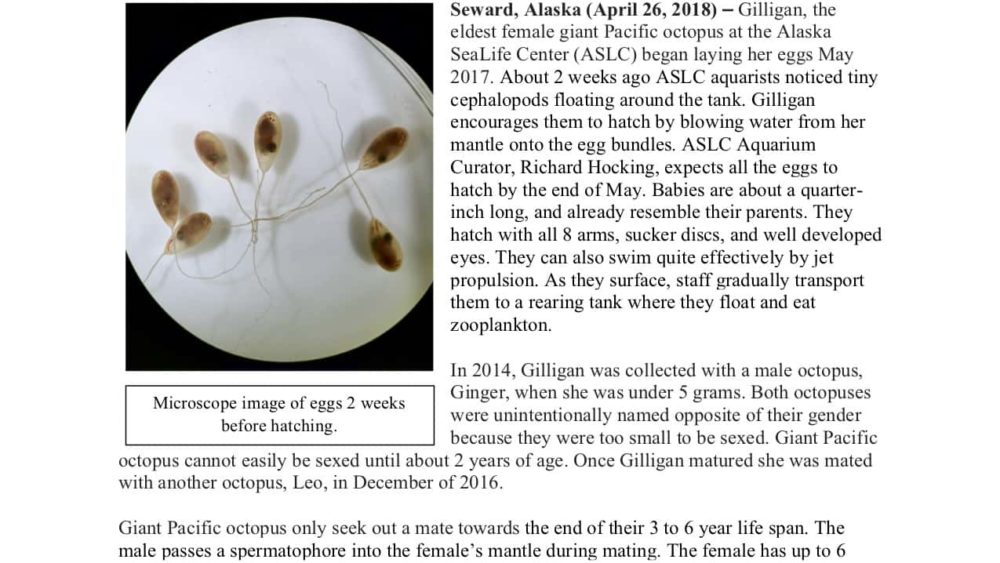 2018_press_release-ocotpus-eggs-hatch-copy