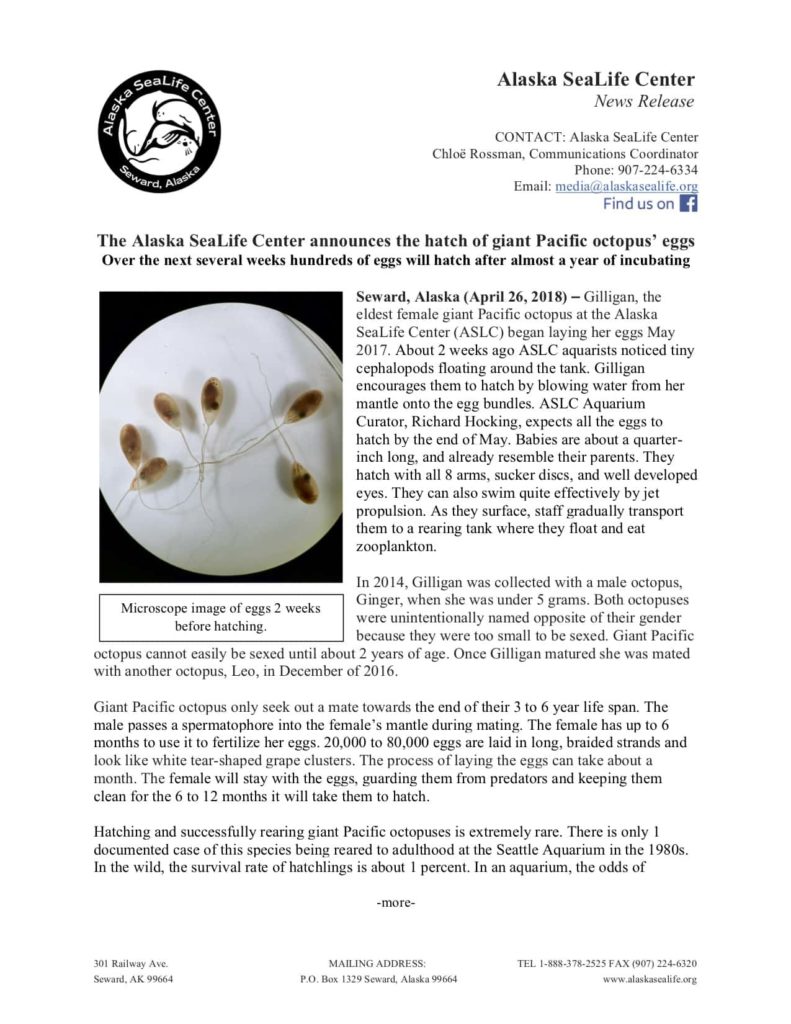 2018_press_release-ocotpus-eggs-hatch-copy