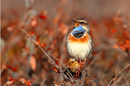 a-bluethroat-sings-near-uafs-toolik-field-station-north-of-the-brooks-range-photo-by-seth-beaudreault-2