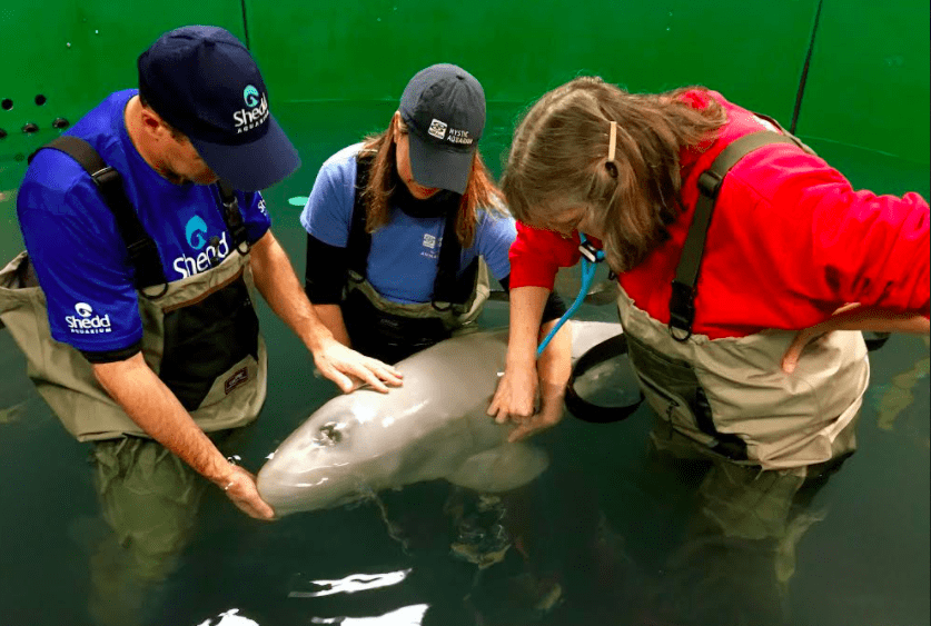beluga-rehabilitation-at-alaska-sealife-center-spurs-scientific-knowledge-dec-2021-1-2