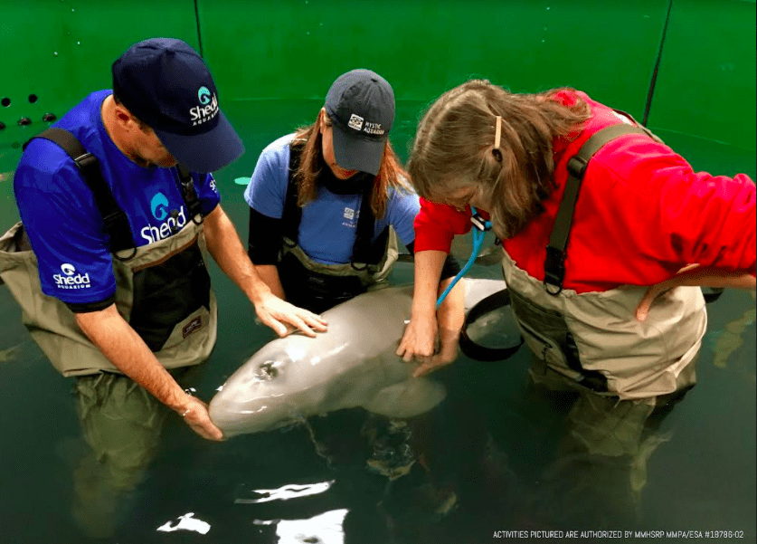 beluga-rehabilitation-at-alaska-sealife-center-spurs-scientific-knowledge-dec-2021-1-2