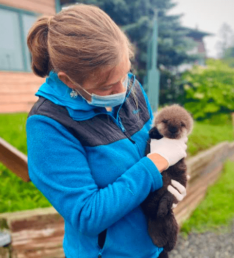 alaska-sealife-center-admits-sea-otter-pup-from-seldovia-aug-2021-2