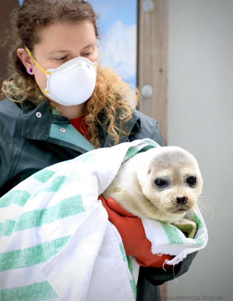 alaska-sealife-center-admits-a-ringed-seal-from-dutch-harbor-2021-2