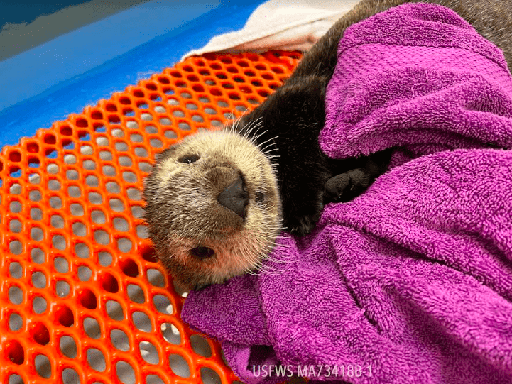 alaska-sealife-center-admits-two-new-marine-mammal-patients-the-wildlife-response-program-patients-include-a-young-harbor-seal-and-a-sea-otter-pup-1-5