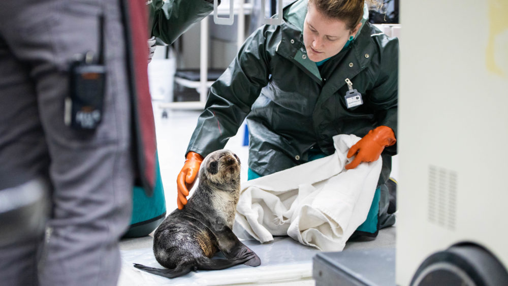 ASLC Admits First Fur Seal Patient in Six Years