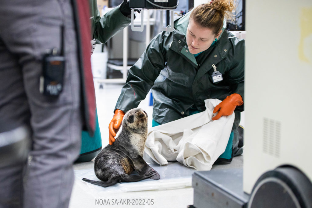 ASLC Admits First Fur Seal Patient in Six Years