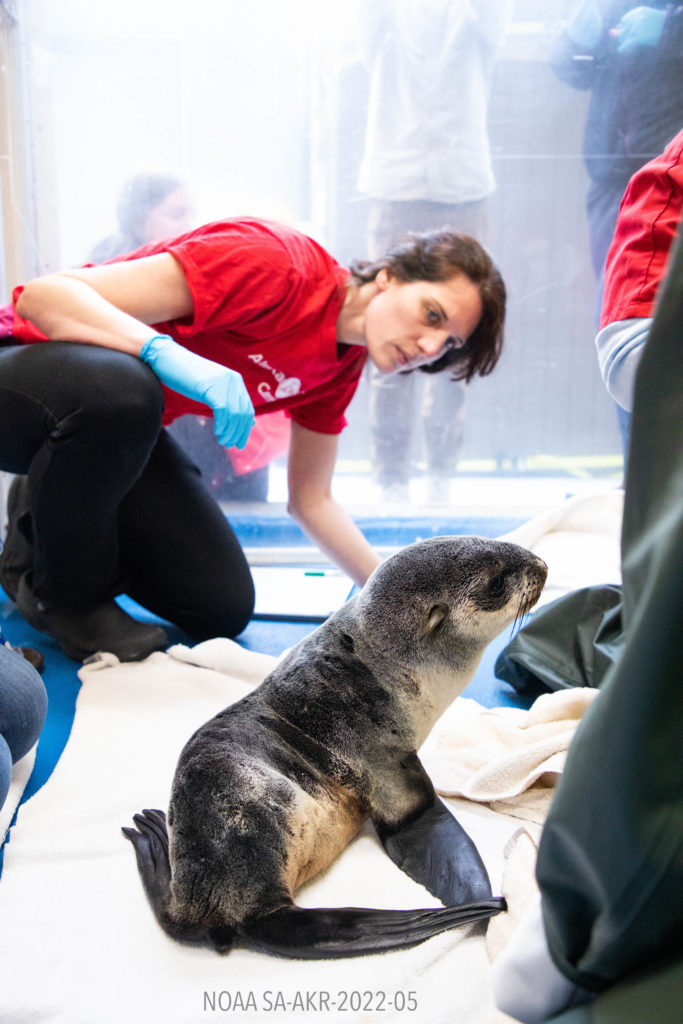 ASLC Admits First Fur Seal Patient in Six Years