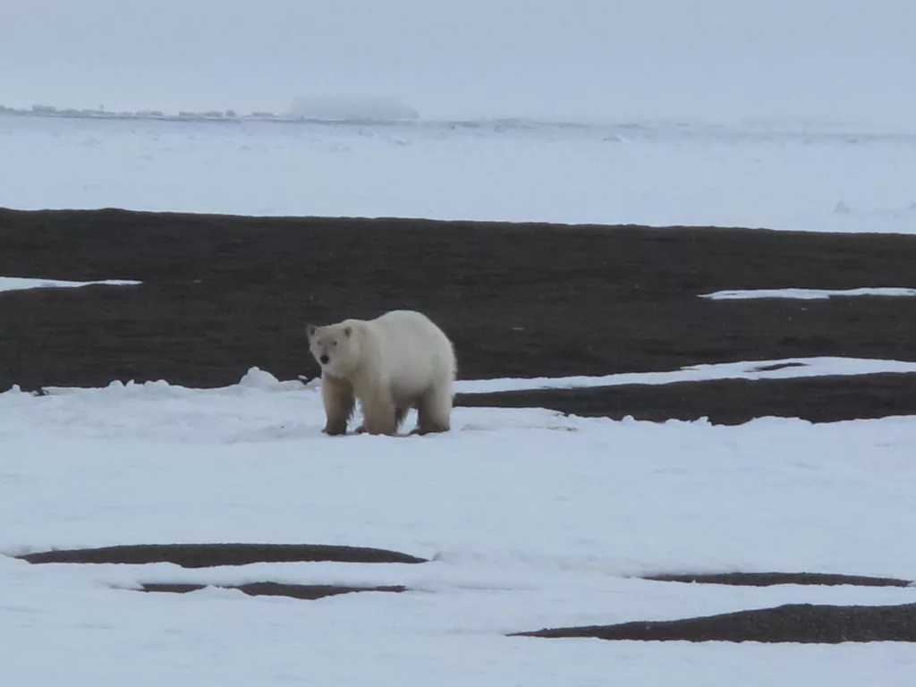 A polar bear feeds near a pile of whale bones north of Utqiaġvik. Photo by Ned Rozell