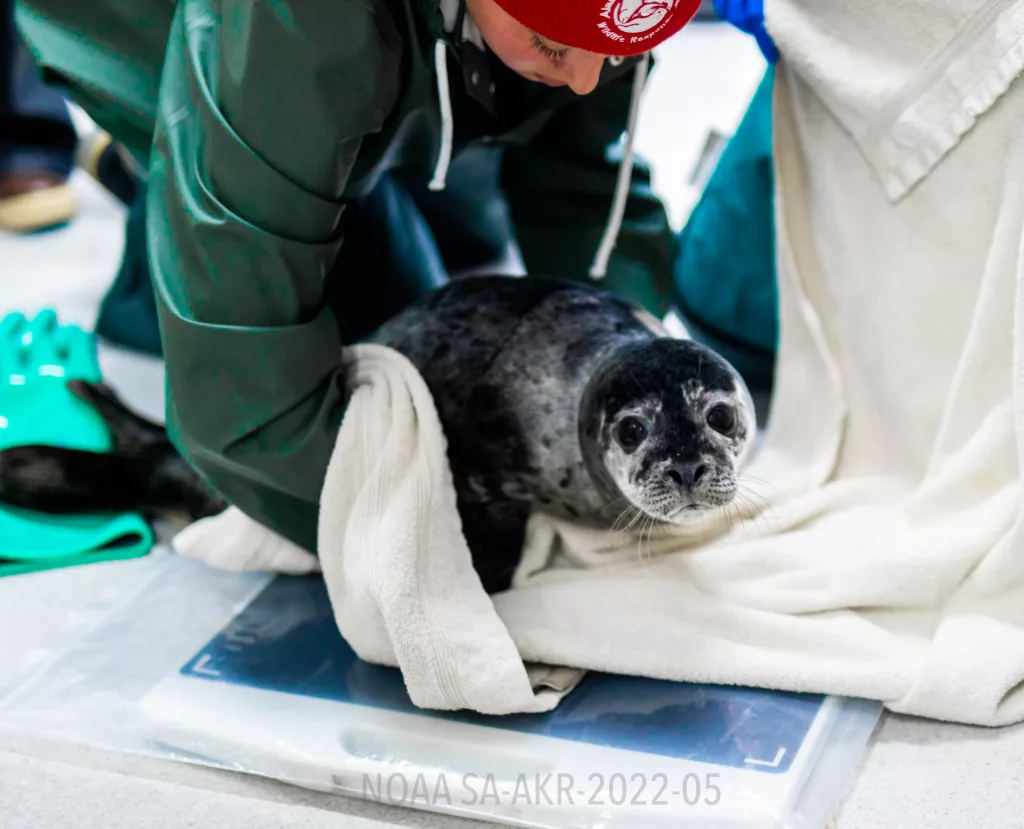 ASLC Wildlife Response Program Admits Fourth Seal Pup in Seven-Day Span