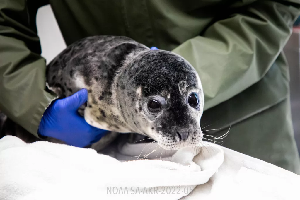 ASLC Wildlife Response Program Admits Fourth Seal Pup in Seven-Day Span