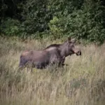 Moose on the Duckflats, Photo Courtesy of Mike Briley