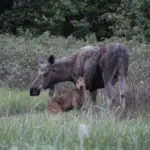 Moose on the Duckflats, Photo Courtesy of Mike Briley