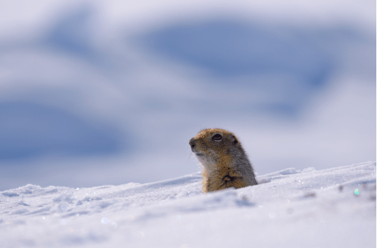 Photo by Øivind Tøien