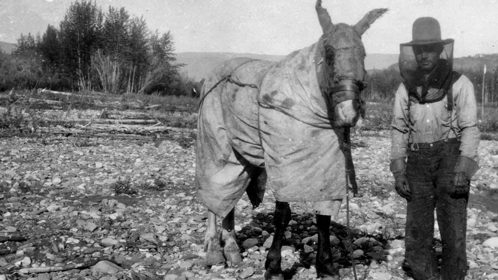 R.L. Phillips pauses with his “mosquito-proofed” horse Sparkplug on a gravel bar of the Tatonduk River, a tributary of the Yukon River, on June 17, 1930. From the J.B. Mertie Collection of photos, U.S. Geological Survey Denver Library Photographic Collection, public domain.