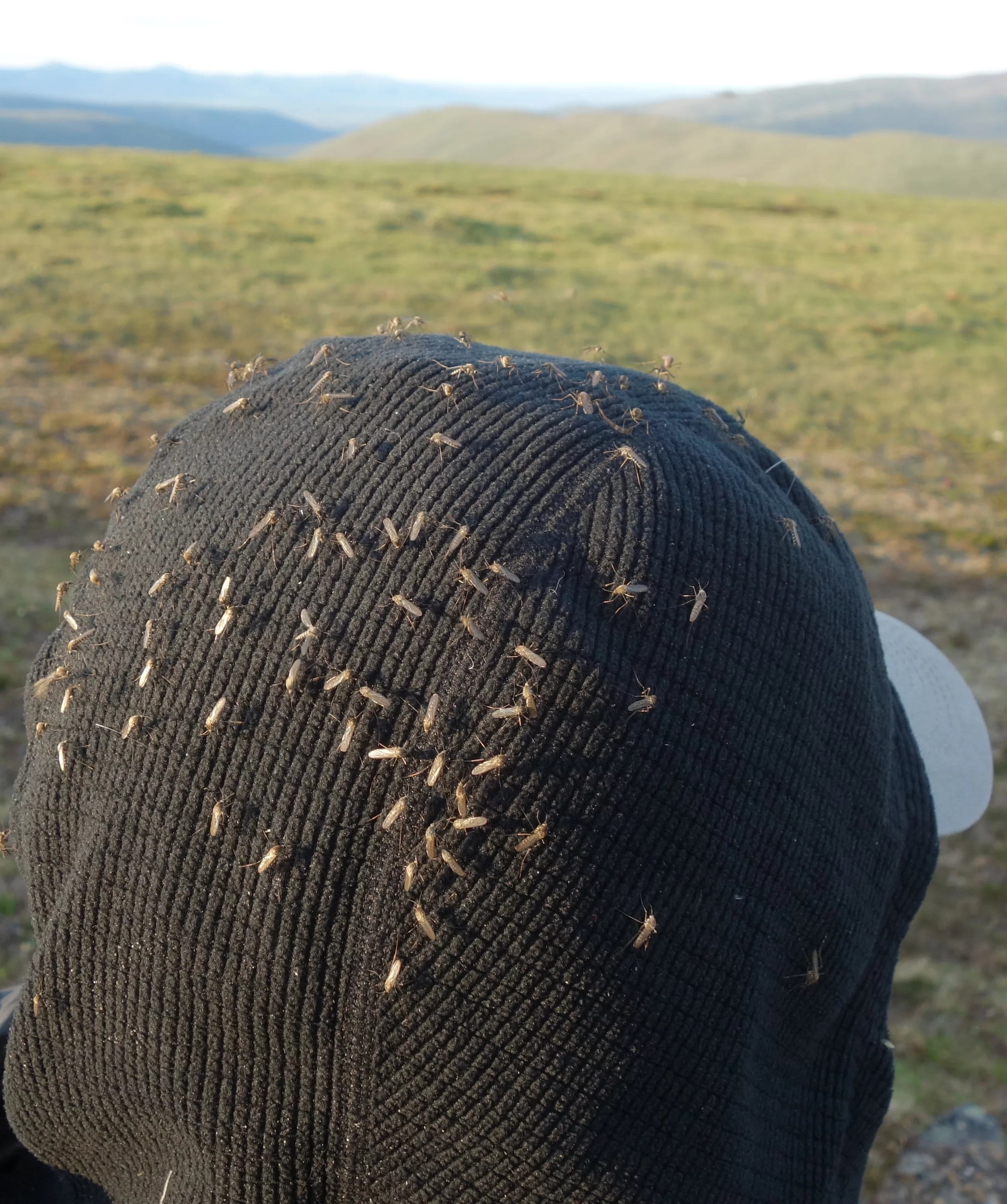 Female mosquitoes perch on Ned Rozell’s hood north of Fairbanks. Photo by Anna Rozell.