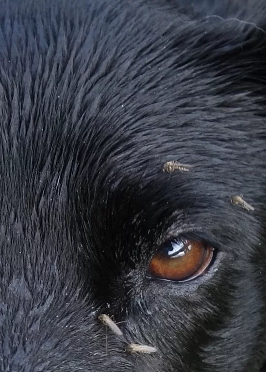 Female mosquitoes draw a blood meal from Cora the dog near Fairbanks. Photo by Ned Rozell