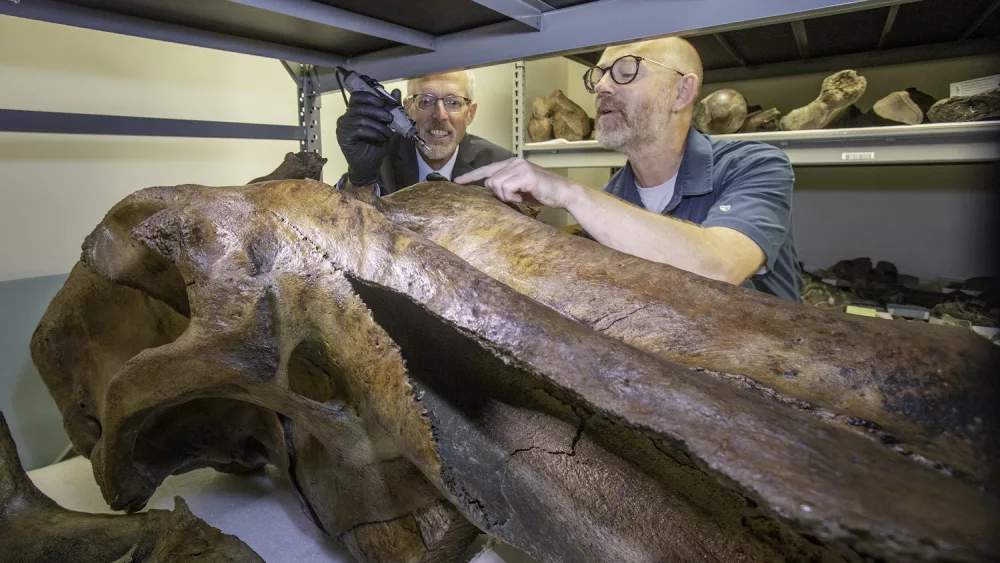 University of Alaska Fairbanks Chancellor Dan White and ecologist Mat Wooller sample a mammoth skull at the University of Alaska Museum of the North. UAF photo by Eric Engman.
