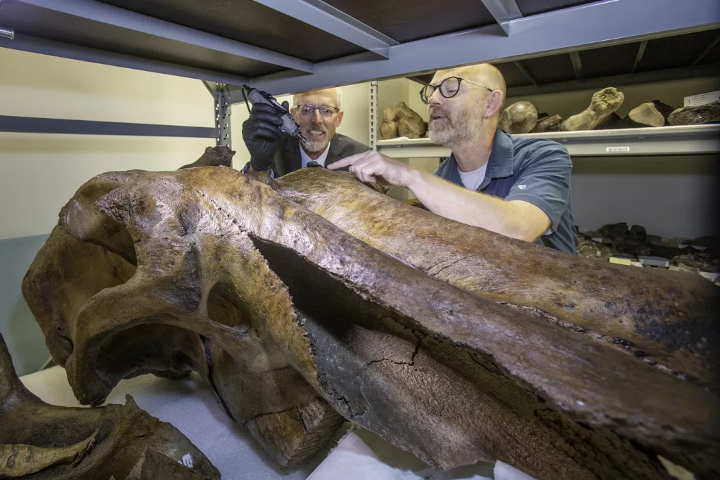 Adopted mammoth fell 15,000 years ago - Vimarsana News