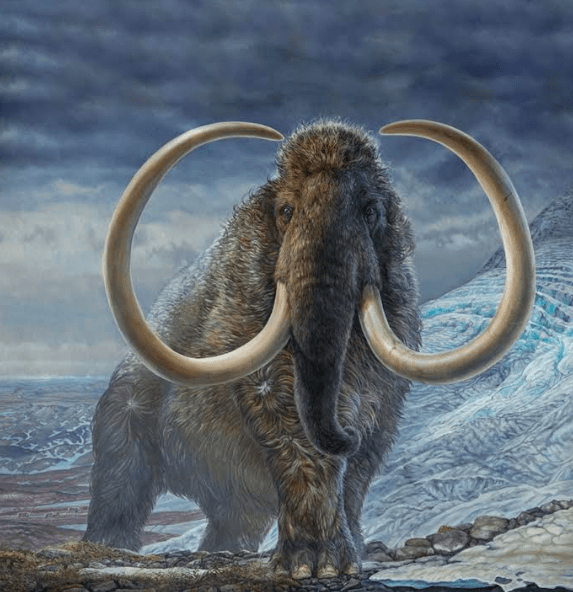 James Havens of Anchorage painted this image of a woolly mammoth that illustrated a cover of Science magazine in which appeared the work of UAF’s Matthew Wooller and his colleagues. A life-size version of this painting will soon be on display in the University of Alaska Museum of the North.